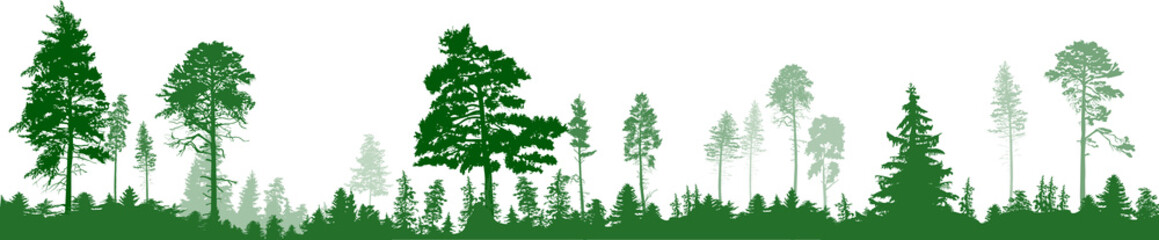 strip with green high fir trees forest on white