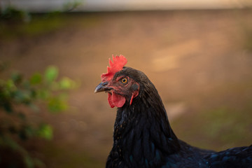 Chicken looking straight into the lens / Alive chicken close up