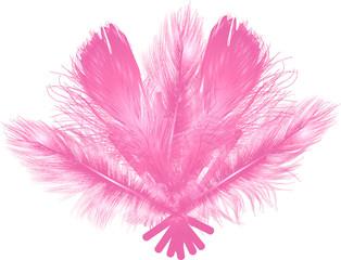 pink feathers fan isolated on white