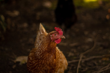 Chicken looking straight into the lens / Alive chicken close up