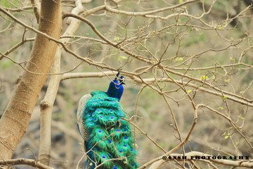 Obraz premium peacock on a branch