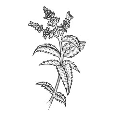 Mint spearmint plant sketch engraving vector illustration. Scratch board style imitation. Black and white hand drawn image.