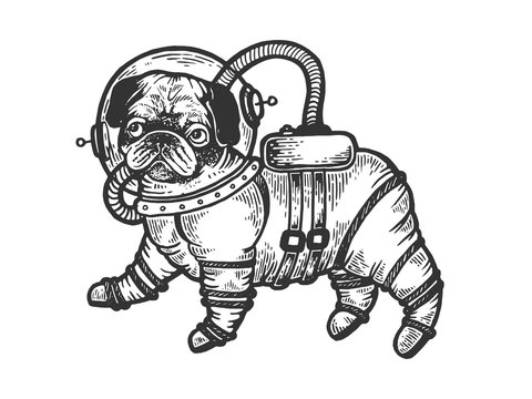 Pug puppy in armour space suit sketch engraving vector illustration. Scratch board style imitation. Black and white hand drawn image.