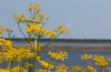 Yellow flowers on background of blue sky