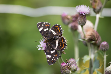 Butterfly on flower