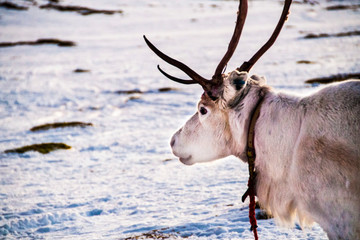 reindeer in polar circle
