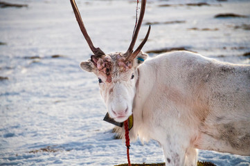 reindeer in polar circle © Lena