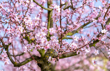 Rosa Mandelblüte im Frühling