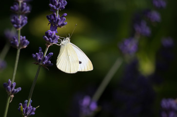 Butterfly on a flower