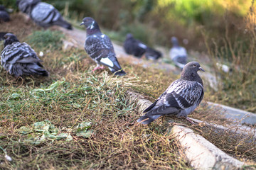 Flock of pigeons in nature in a city park eating fodder. Wild birds are walking. Stock photo