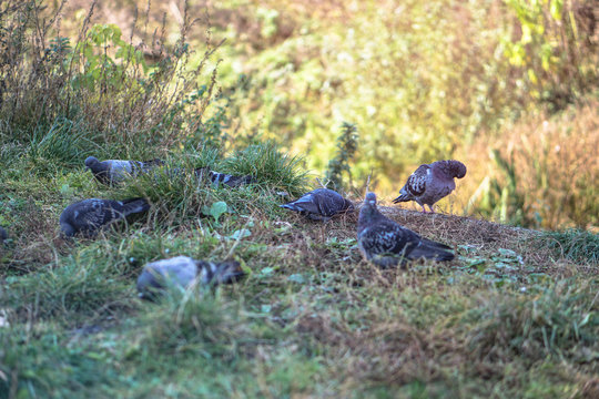 Flock of pigeons in nature in a city park eating fodder. Wild birds are walking. Stock photo