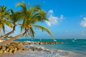 Palms bent on the shore of the ocean. Worthing Beach. Located on the south coast of Barbados.