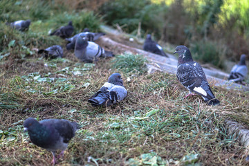 Fototapeta premium Flock of pigeons in nature in a city park eating fodder. Wild birds are walking. Stock photo