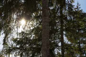 the sun through the branches of spruce