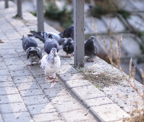 Fototapeta premium Flock of pigeons in nature in a city park eating fodder. Wild birds are walking. Stock photo