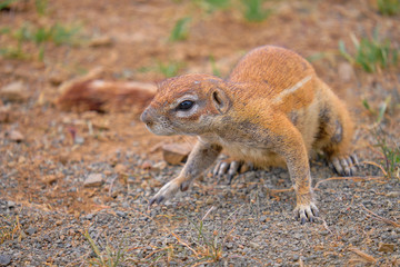 Naklejka na ściany i meble Cape Ground squirrel on four paws staring to the right. Focus on face in dry arid land