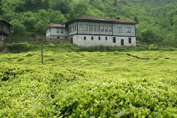 Fototapeta na wymiar green tea garden.Rize Turkey
