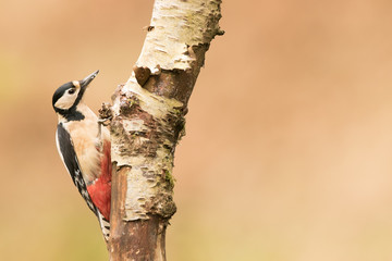 Great spotted woodpecker (Dendrocopos major) foraging and drilling for food, Scottish borders,  scotland, United Kingdom