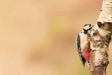 Great spotted woodpecker (Dendrocopos major) foraging and drilling for food, Scottish borders, ...