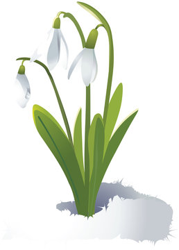 Beautiful snowdrops with green leaves.