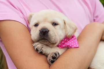 Cute female labrador puppy dog lying in young girl arms