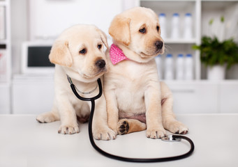 Two cute labrador puppy dogs sit on examination table at the veterinary doctor office