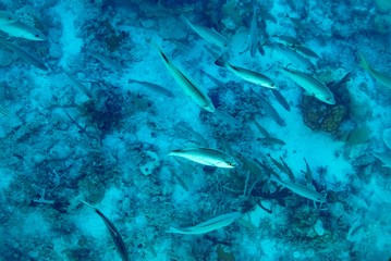 Glass Bottom Boat Fish in the Bahamas 