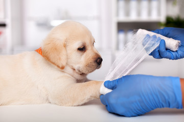 Veterinary healthcare professional hands put bandage on cute labrador puppy leg