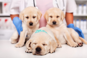 Cute labrador puppies at the veterinary doctor office - with one exhausted sleeping puppy