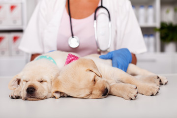 Cute labrador puppy dogs asleep on examination table at the veterinary doctor office