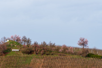 Mittelwihr, la colline des Amandiers, Mandelberg