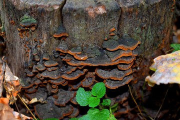 Polypores are a group of fungi that form fruiting bodies with pores or tubes on the underside