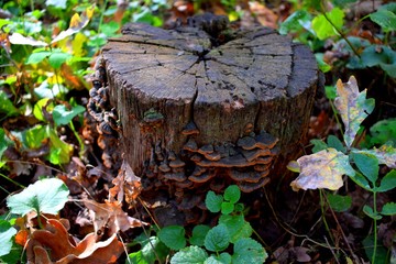 Polypores are a group of fungi that form fruiting bodies with pores or tubes on the underside