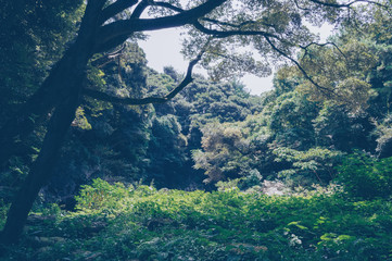 deep forest of Jeju island