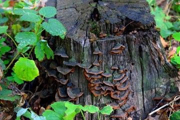 Polypores are a group of fungi that form fruiting bodies with pores or tubes on the underside