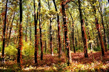 Wild grapes (Parthenocissus) - genus of plants of the family Vinogradovye