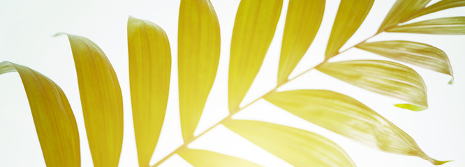 Creative layout made of colorful palm leaves with sunlight on pastel blue background. Long wide banner with minimal summer exotic tropical concept with copy space.