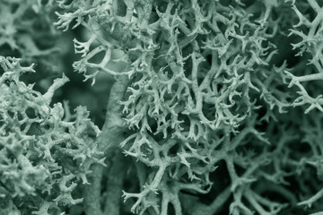 Moss green grunge texture. Mossy background. Green moss on grunge texture Toned image