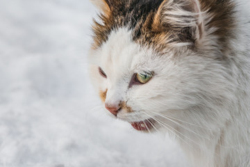 A portrait of meowing fluffy white and red cat with green eyes and pink nose on a white and gray blurred snow background in winter