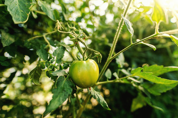 Close up of green tomato in garden.