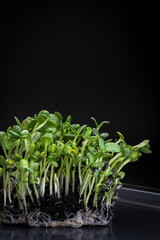 Sunflower micro greens (sprouts) on a dark background as a symbol of spring