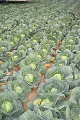 Tolleson, AZ., U.S.A. Mar. 7, 2019. Arizona green cabbage ready for harvesting