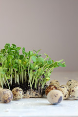 Sunflower sprouts and quail eggs on a bright background as a symbol of Easter