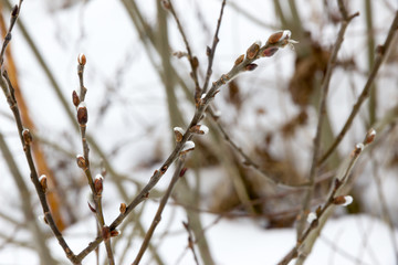 willow blossoms in March, palm Sunday