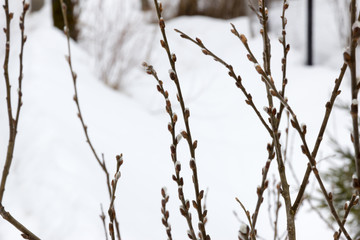 willow blossoms in March, palm Sunday