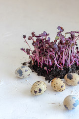 Radish sprouts and quail eggs on a bright background as a symbol of spring