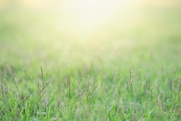 Close up beautiful view of nature green grass on blurred greenery tree background with sunlight in public garden park. It is landscape ecology and copy space for wallpaper and backdrop.