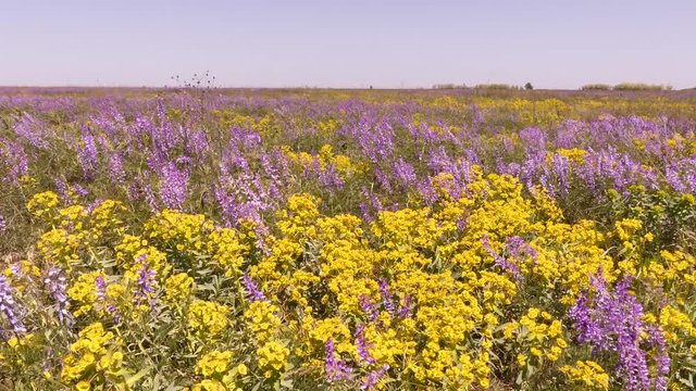 In April and May, many steppe plants bloom and the wild steppe turns into a colored carpet. Wild steppe (Ukraine).