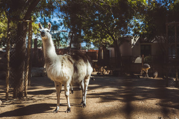White and brown llamas in the small zoo
