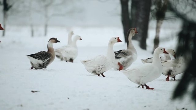 A flock of domestic geese walking outdoors in the snow In search of grass and food. Beautiful close up documentary footage of geese in forest in winter time.